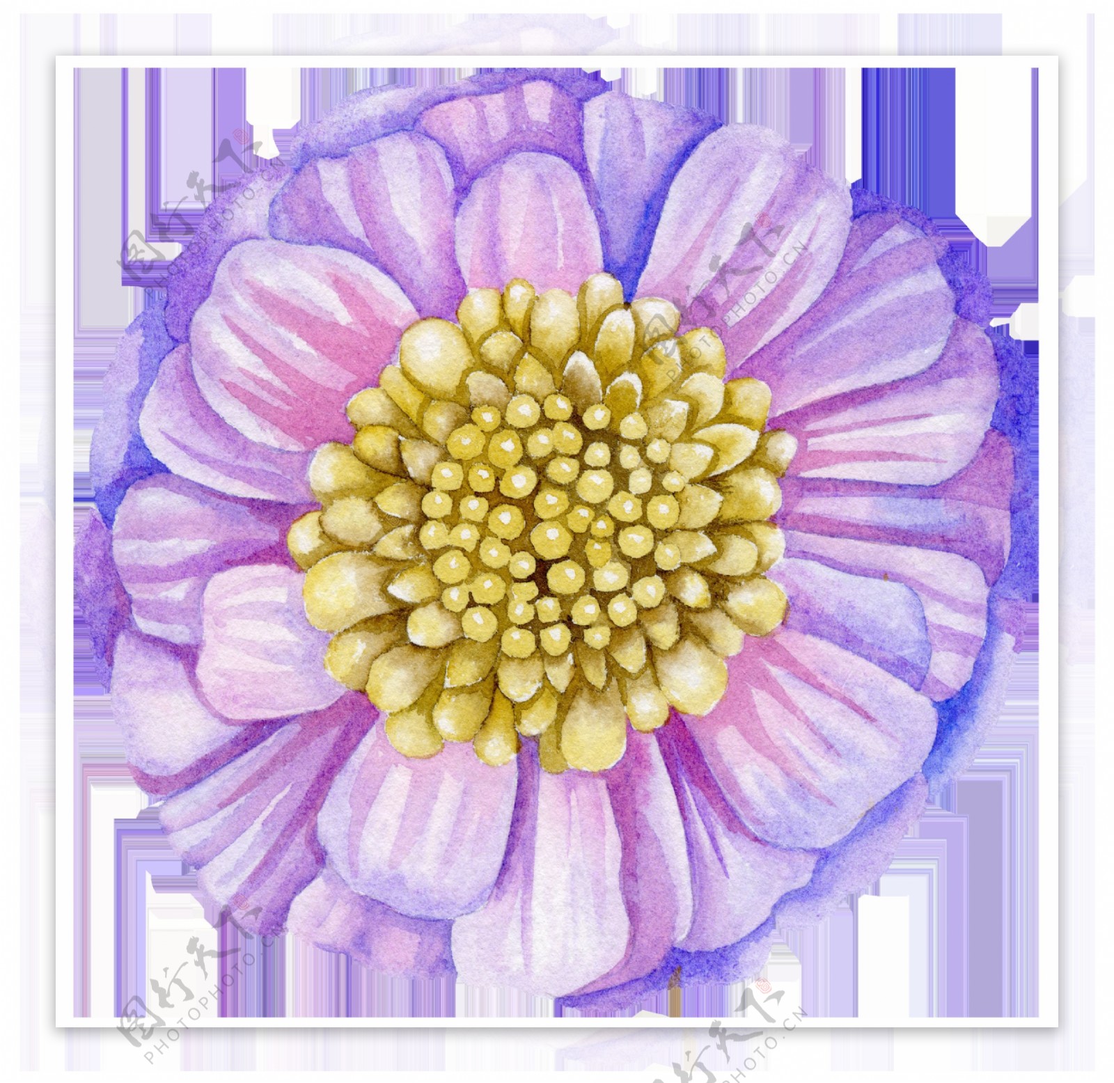 密集花蕊紫红色花朵图片素材