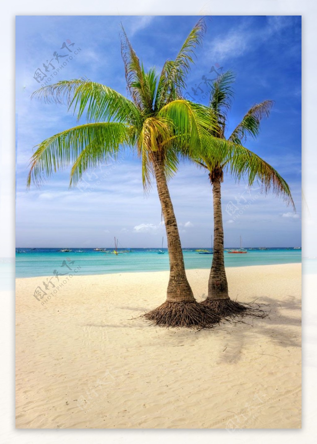 海边椰树热带风景图片