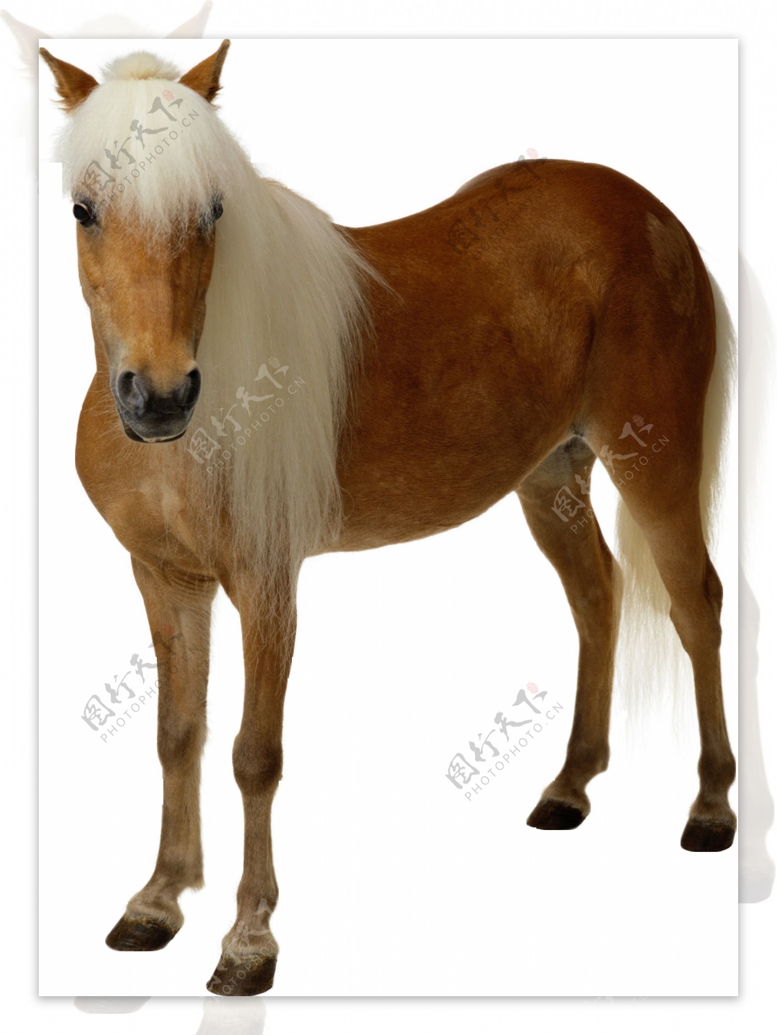 白头发的棕色骏马免抠png透明图层素材