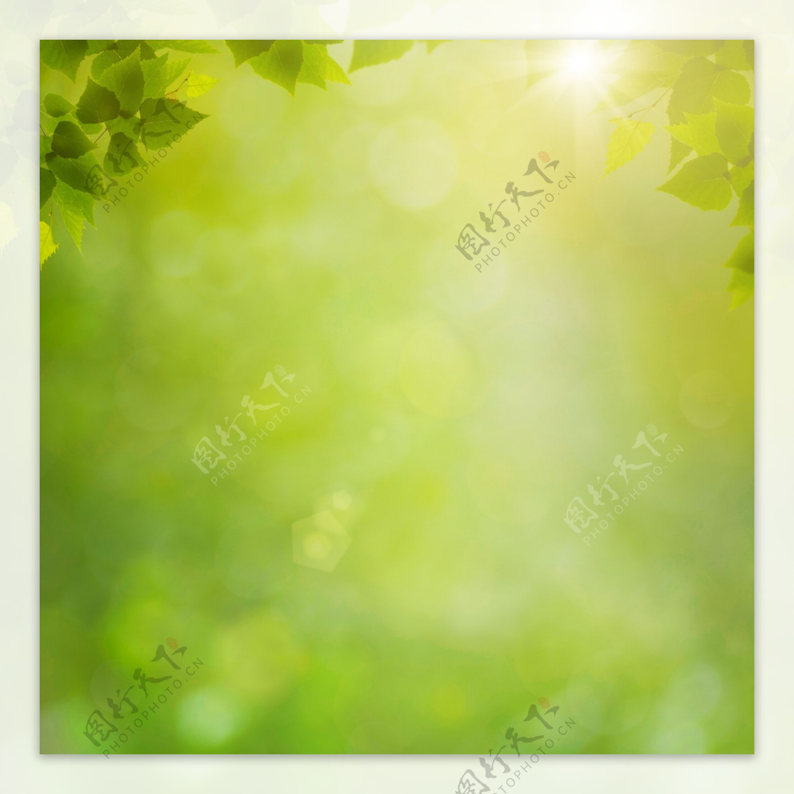 阳光绿叶和梦幻背景图片