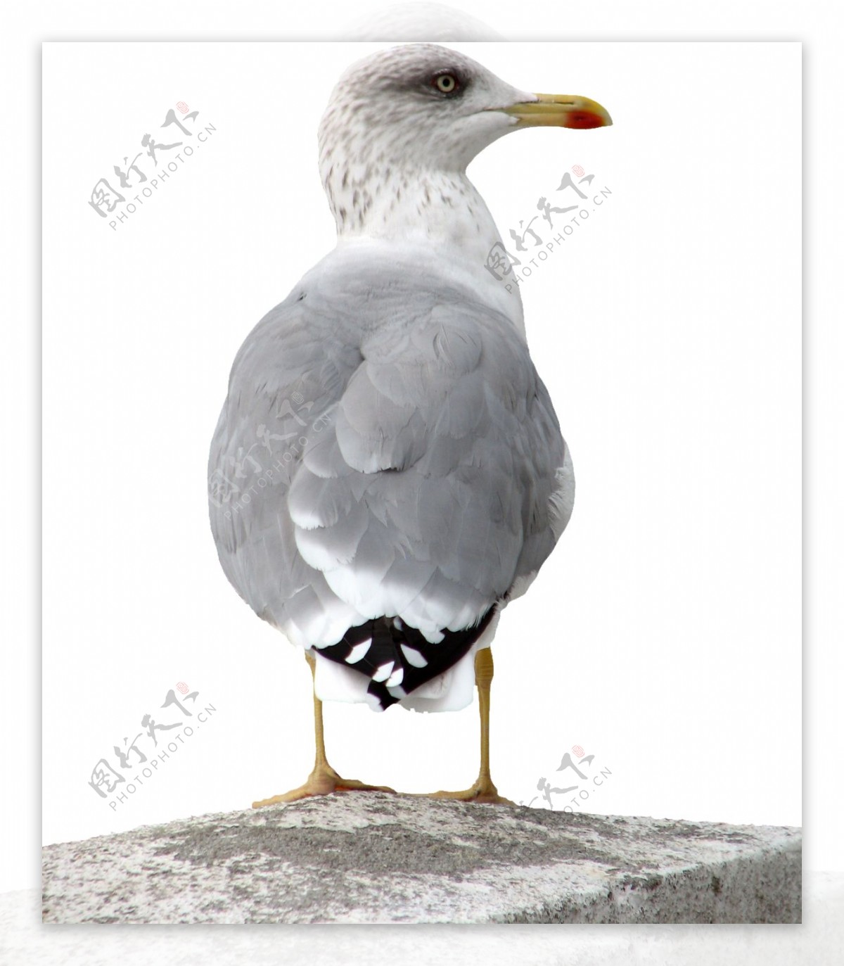 灰色羽毛站着的海鸥免抠png透明图层素材