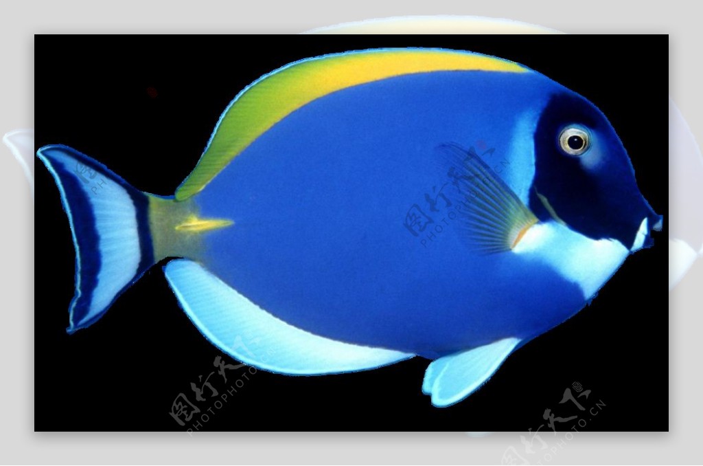 蓝色海洋鱼类图片免抠png透明图层素材