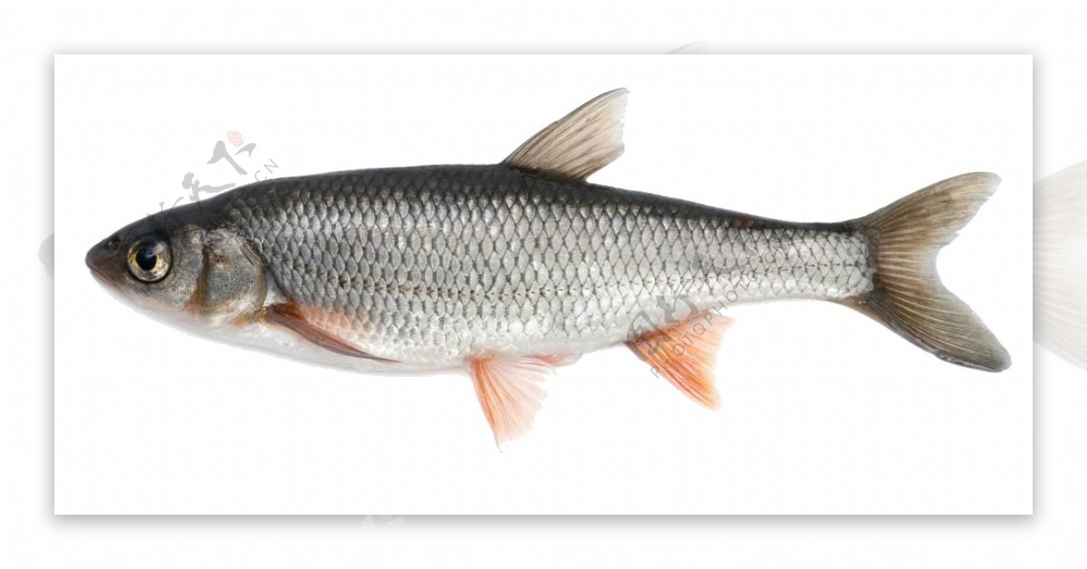 新鲜的鱼免抠png透明图层素材