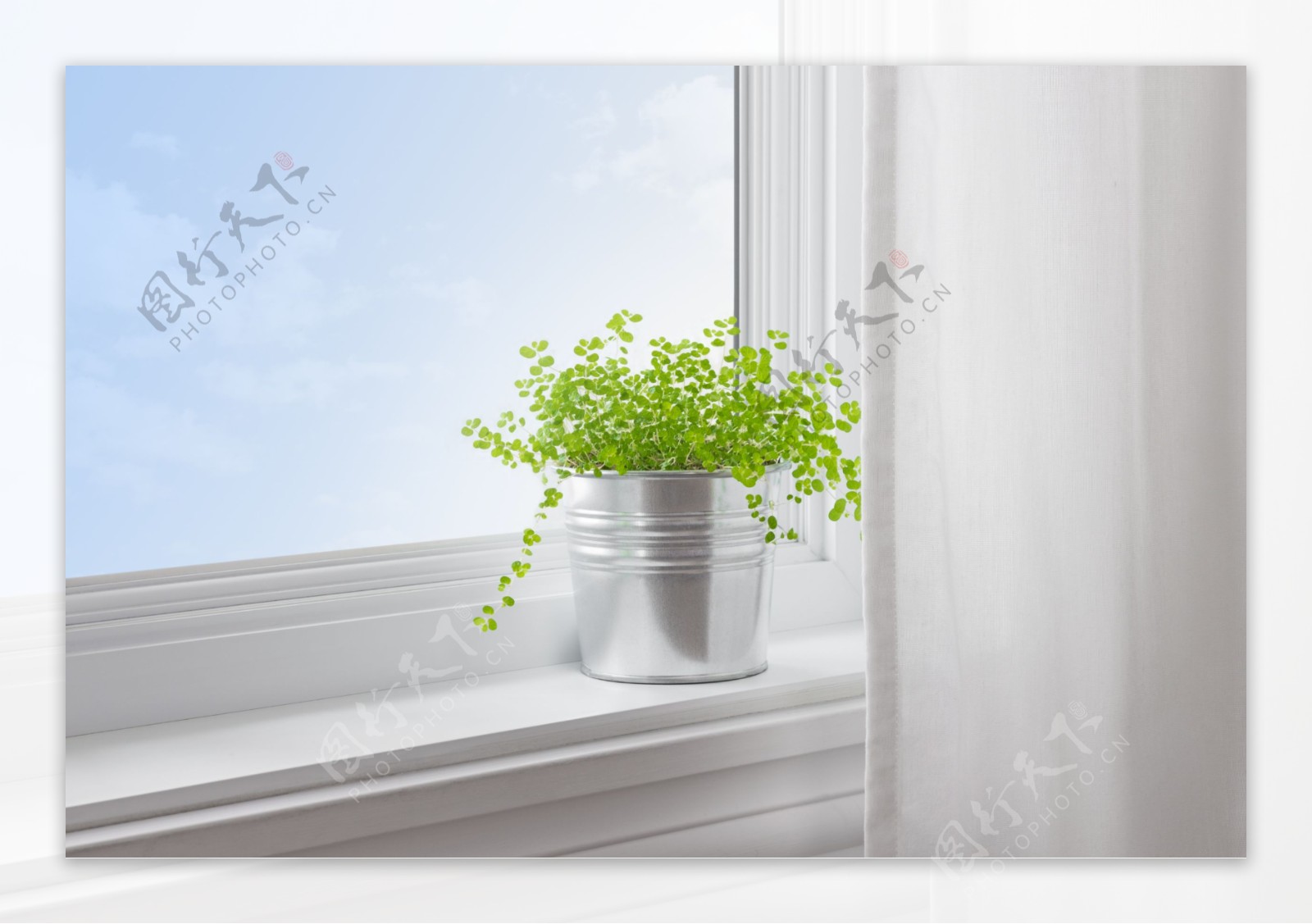 窗台上的盆栽图片