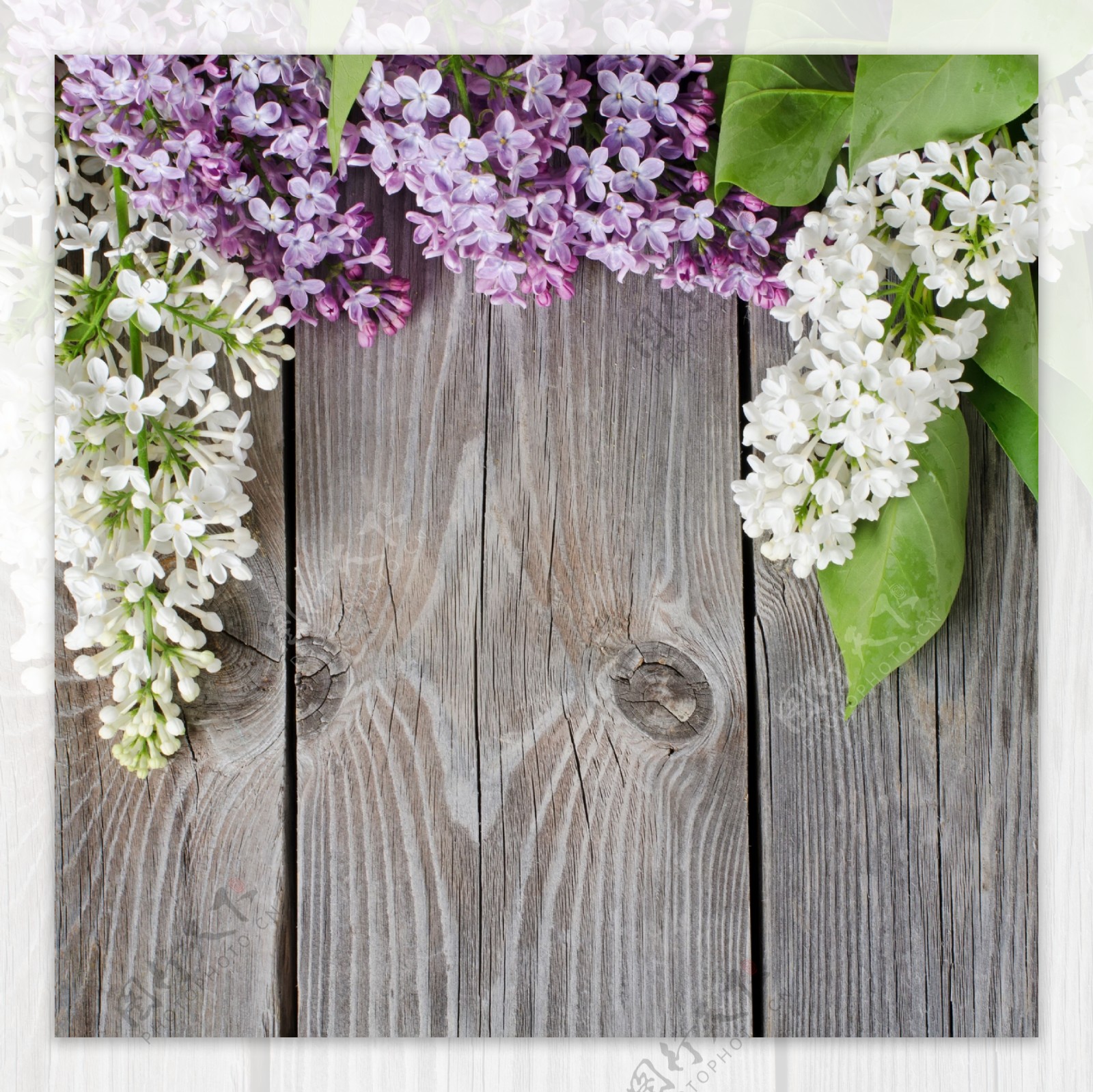 鲜花与木板背景图片