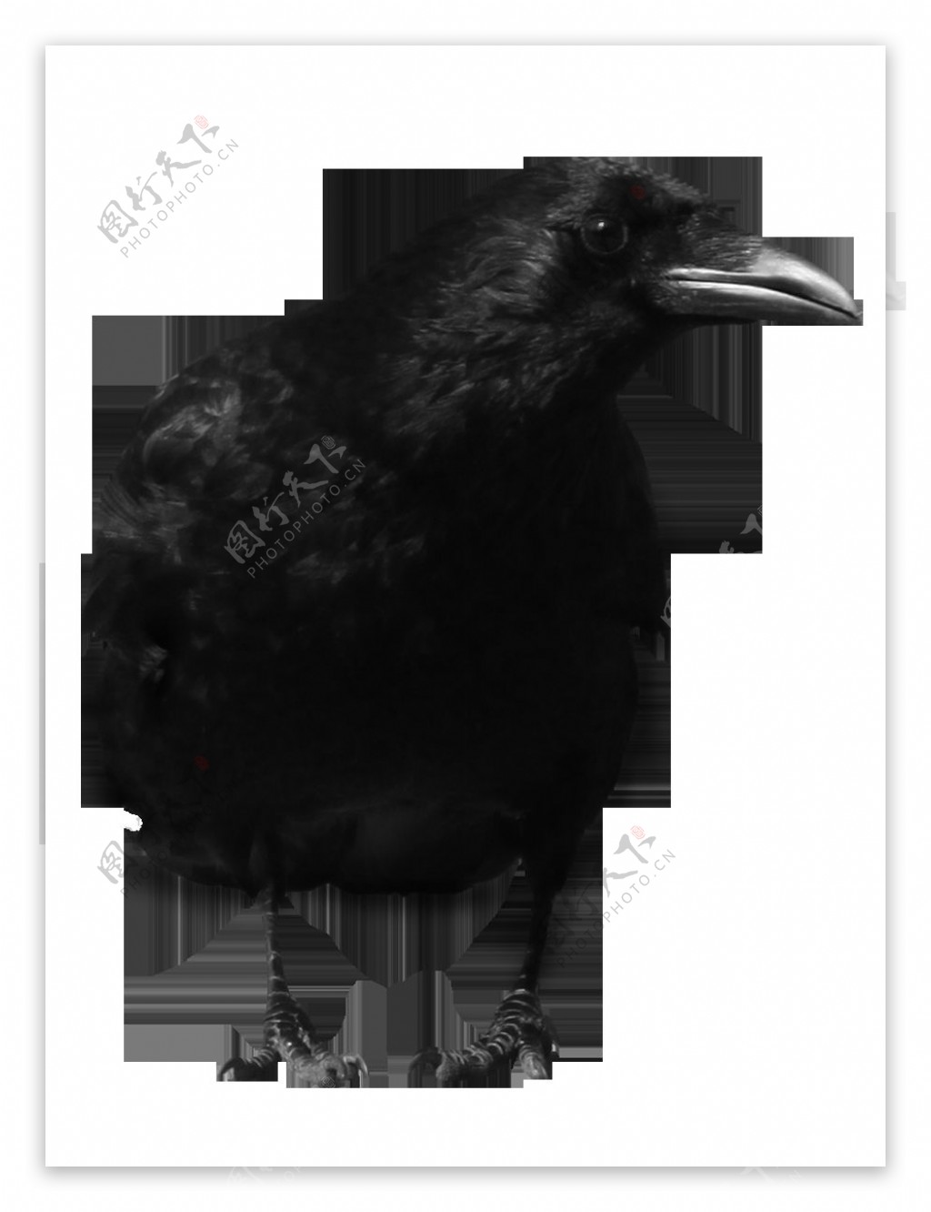 黑色乌鸦图片免抠png透明图层素材