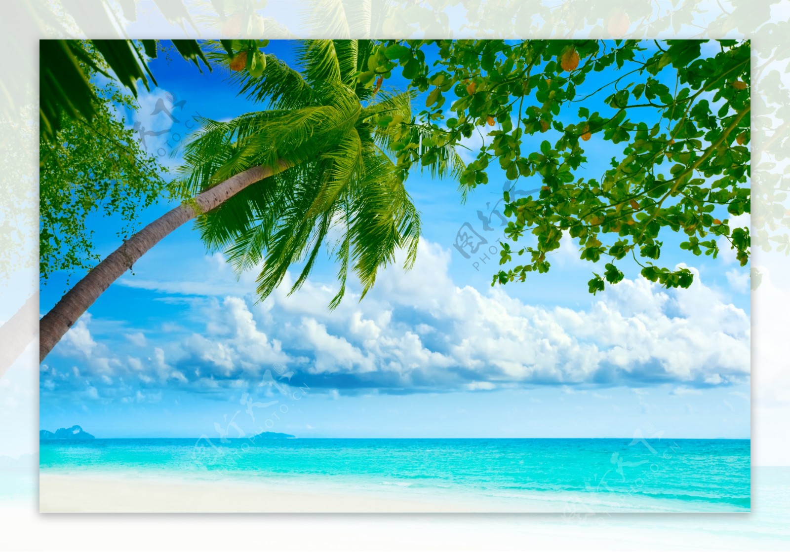 海边沙滩上的椰子树图片