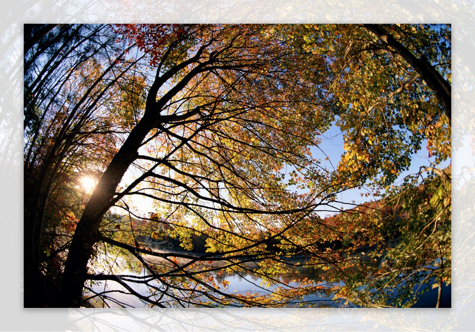 树木湖泊阳光图片