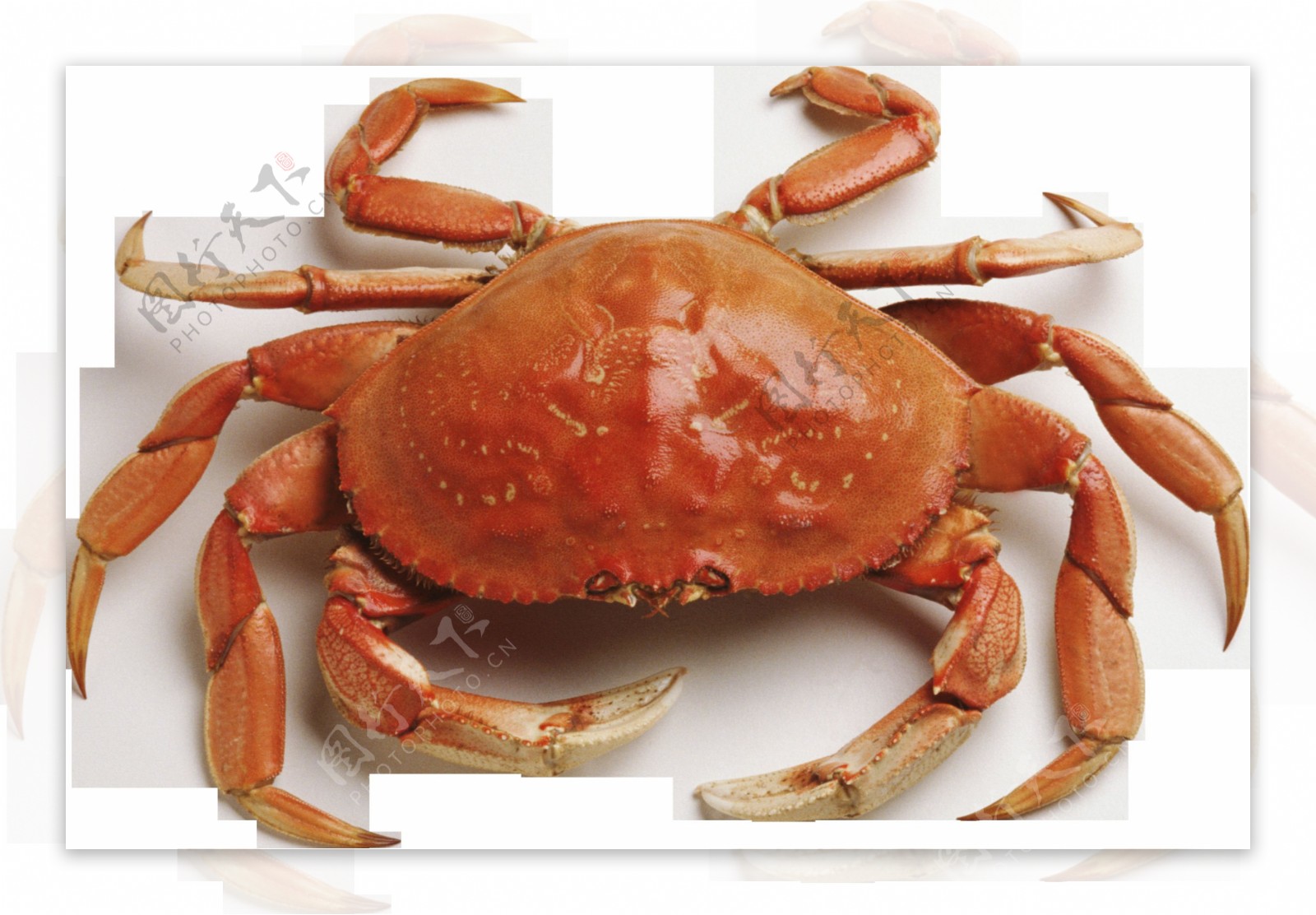 褐色大螃蟹图片免抠png透明图层素材