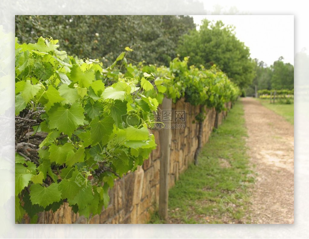 vineyard.jpg