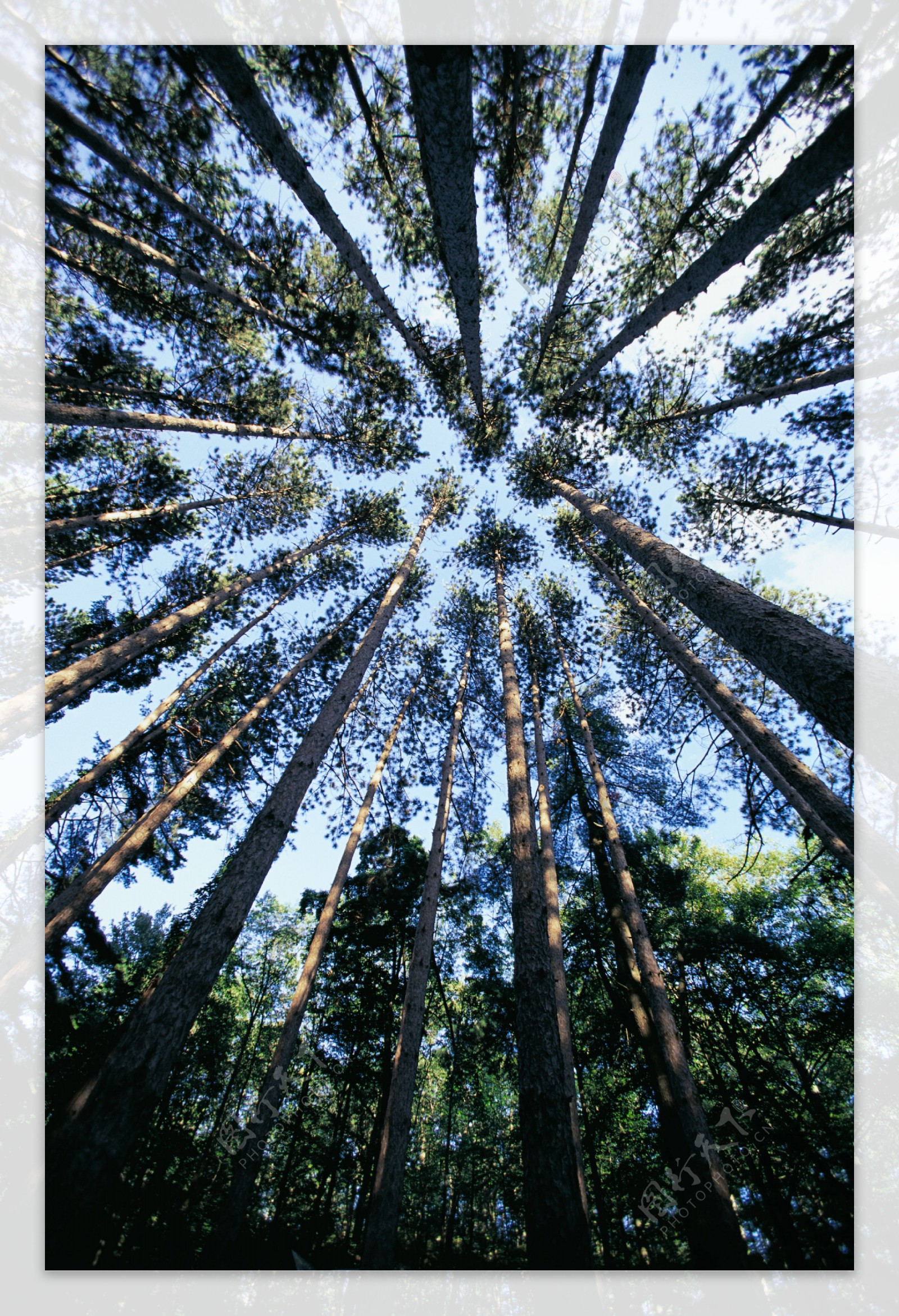 笔直的参天大树森林图片图片
