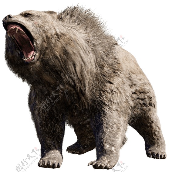 发怒有攻击性的熊免抠png透明图层素材