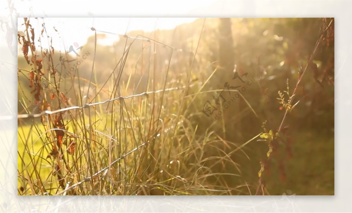 唯美清新自然落叶小草树木植物生长景色画面高清视频实拍