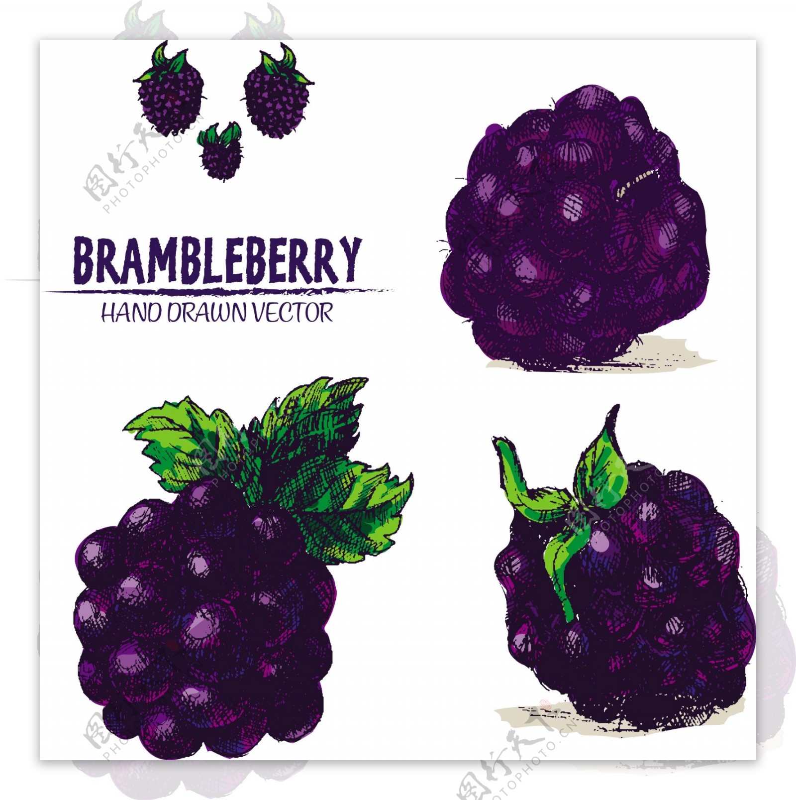 手绘紫色黑莓插图