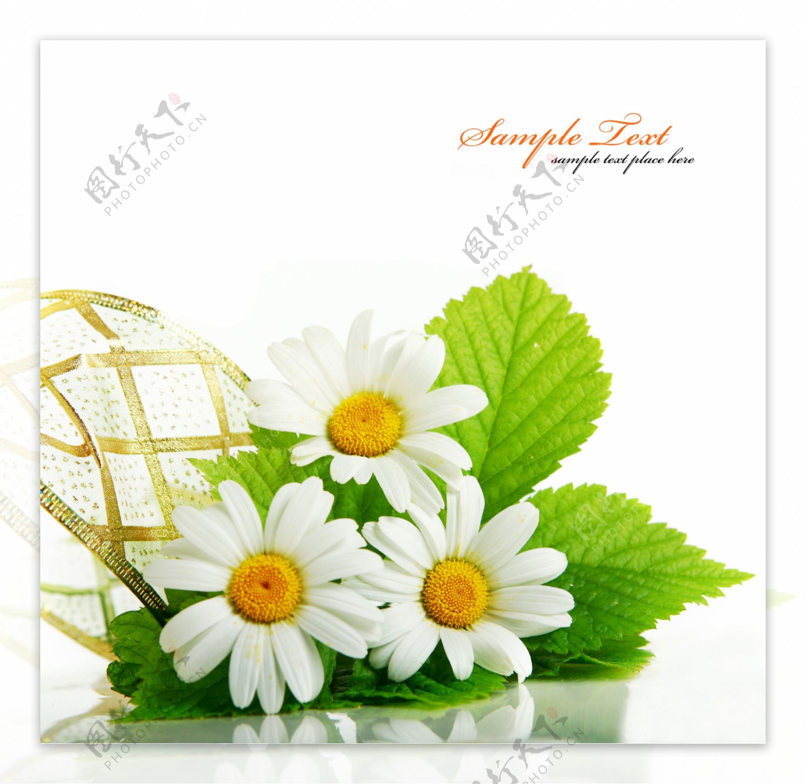 白色菊花图片图片