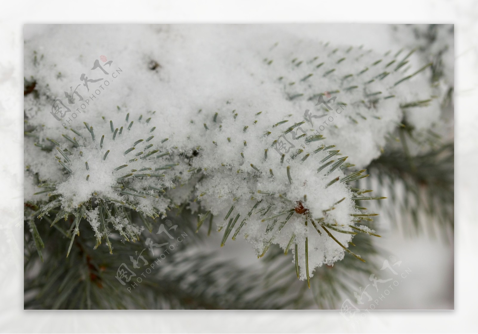 树叶上的白雪图片