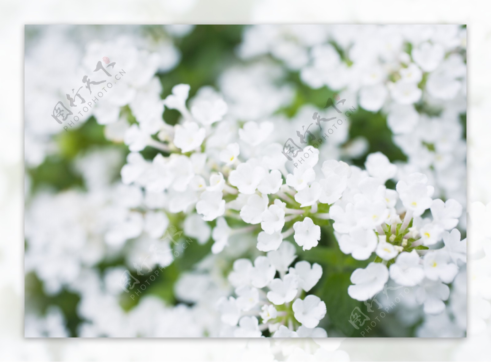 白色鲜花摄影图片