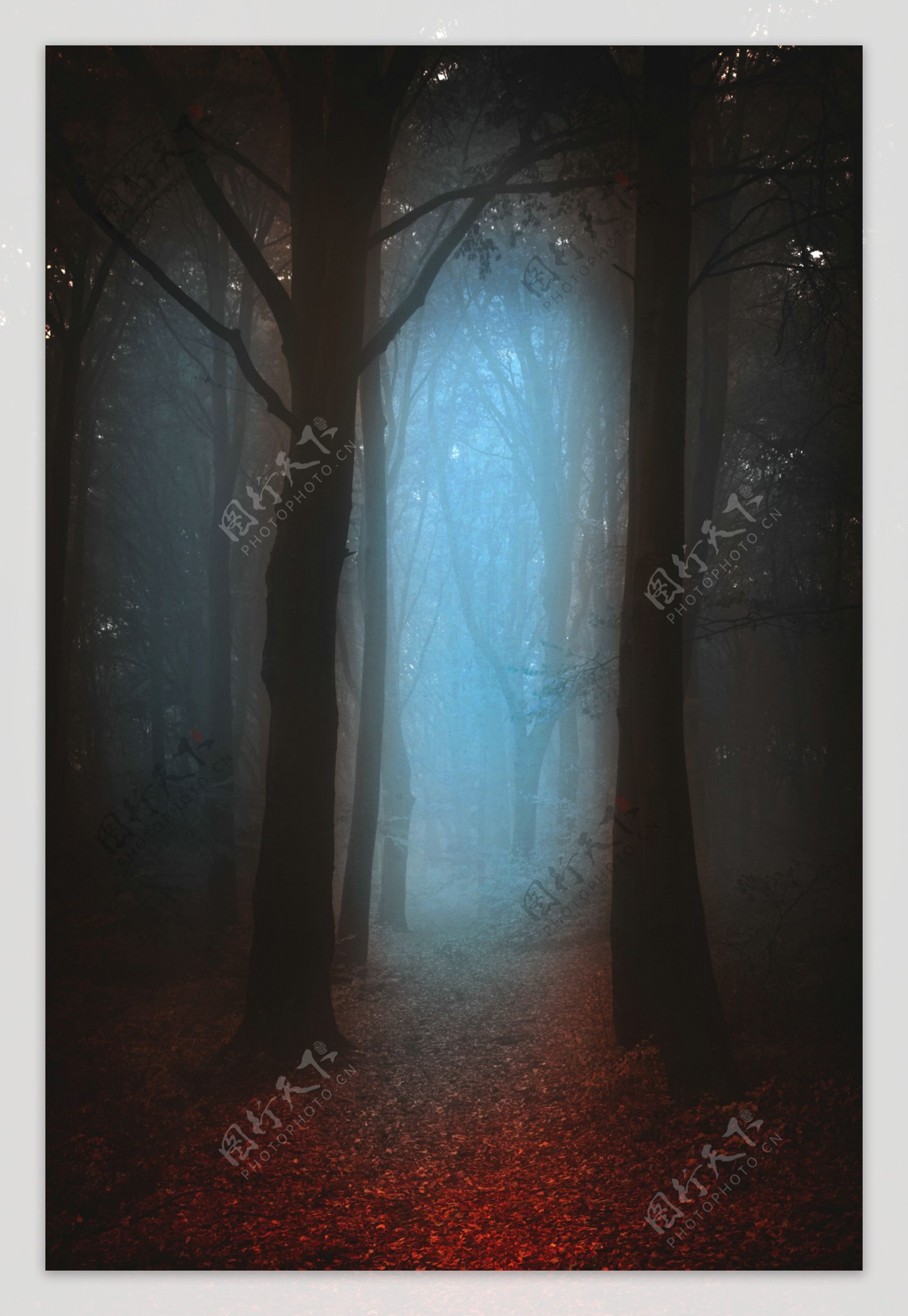 雾气弥漫的树林图片