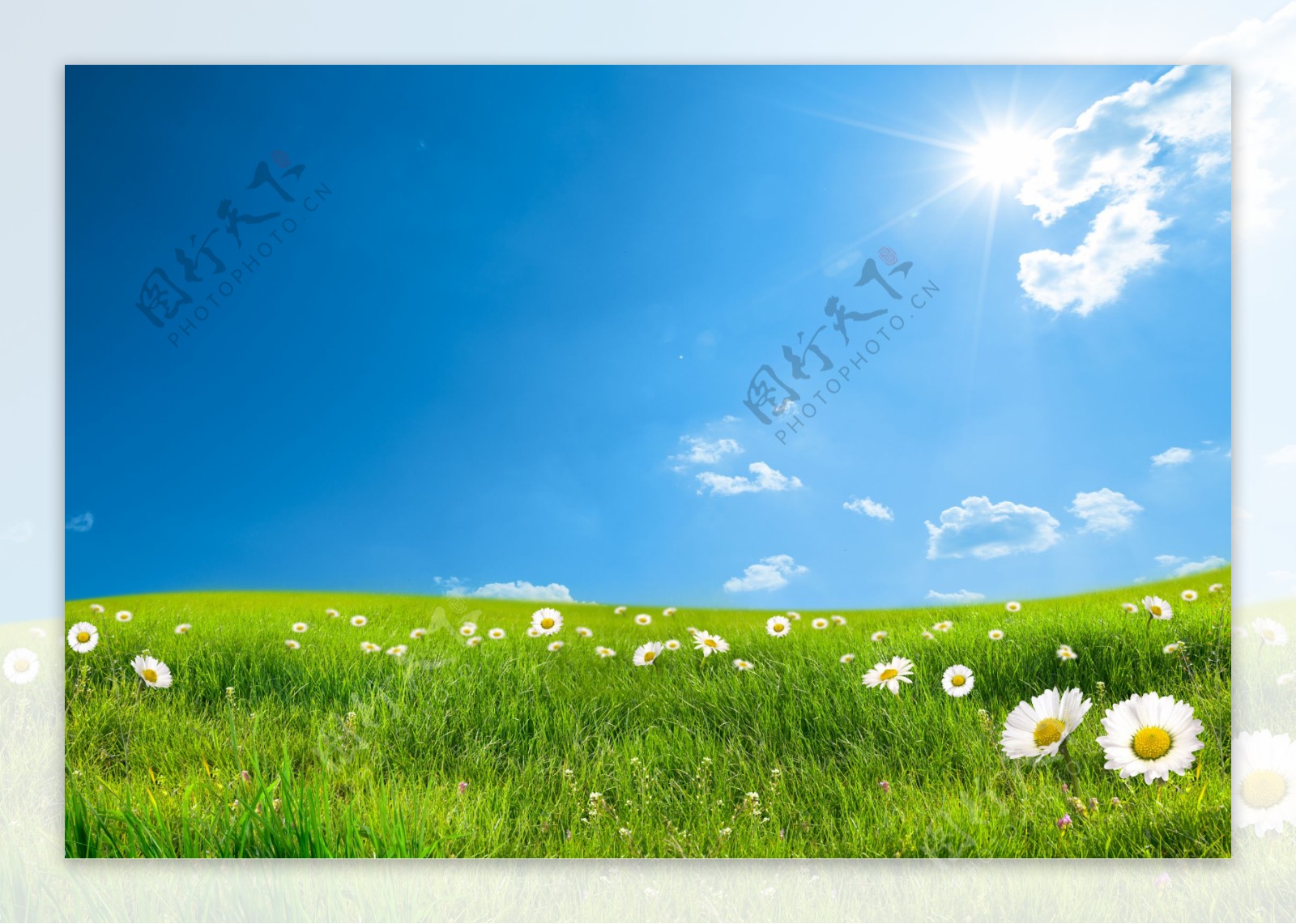 蓝天下草地上的野花图片