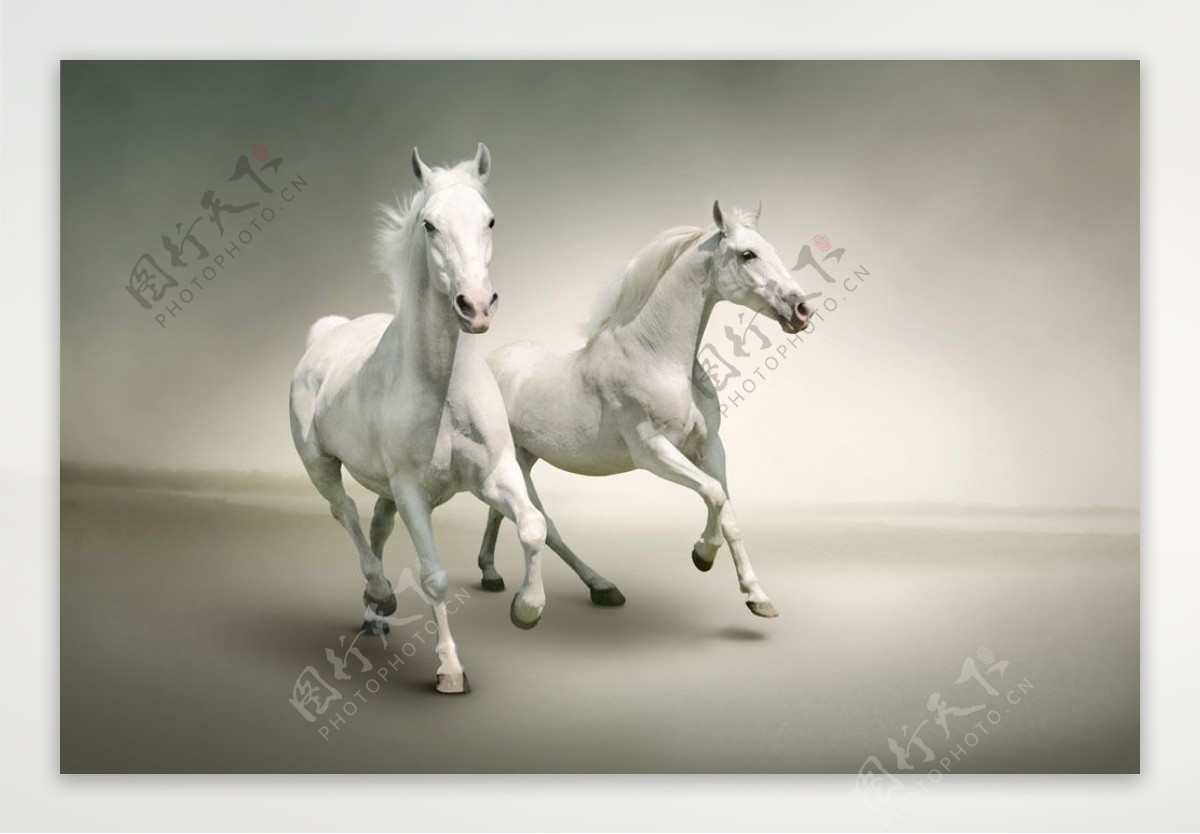 两匹奔跑的白马图片