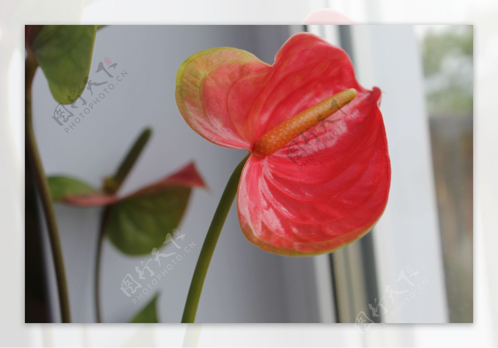 红掌花朵花蕊图片