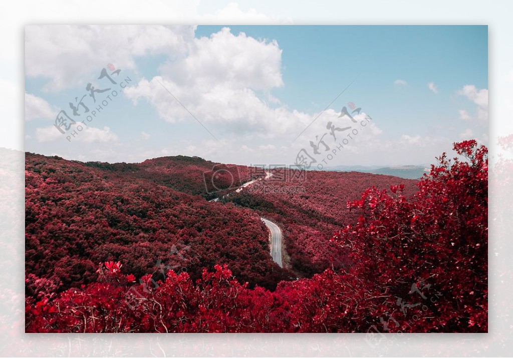 道路自然红色森林树木叶子秋天秋天视图叶子季节山坡上猩红