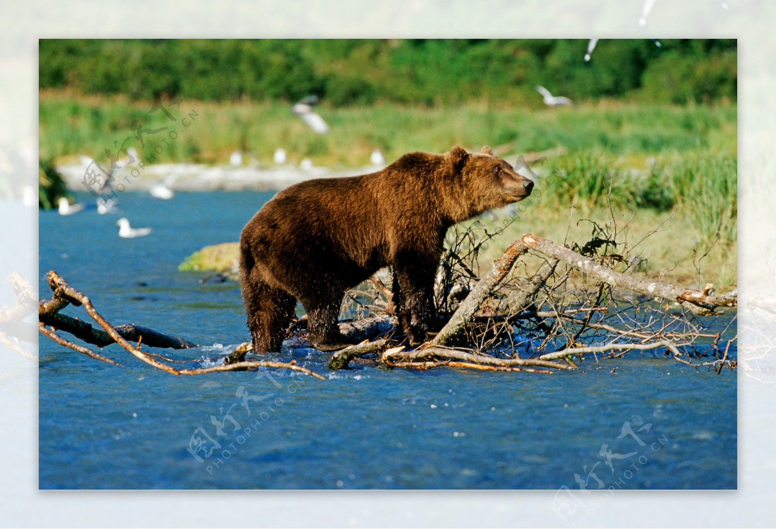 湖面觅食的熊图片
