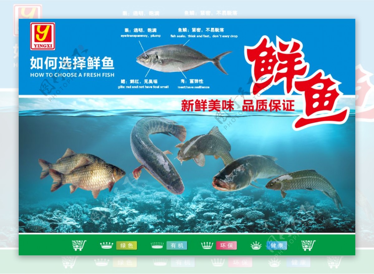 鲜鱼促销海报