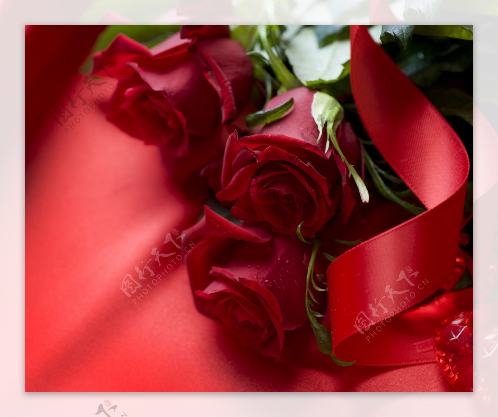 红玫瑰与红丝带图片