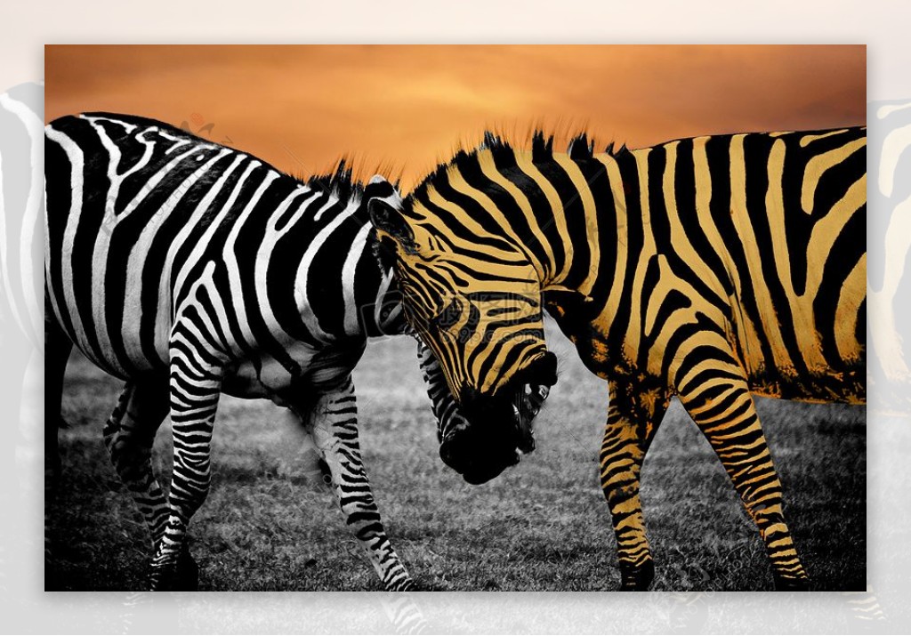 动物非洲荒野白色条纹黑色斑马野生野生动物咬战斗攻击性侵略性