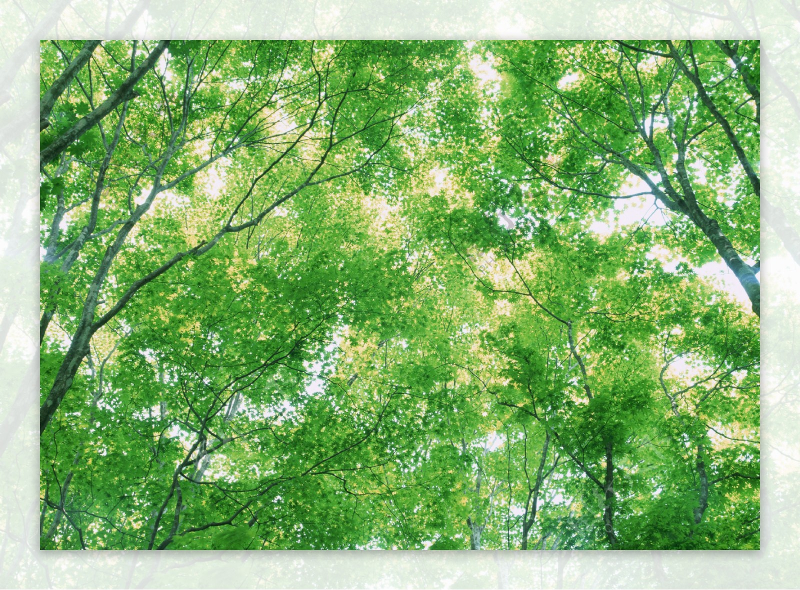 树林图片森林树木图片068图片