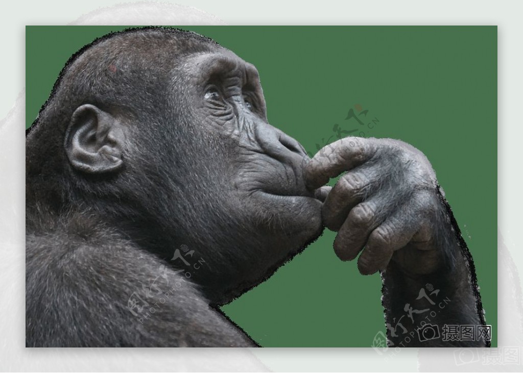 自由猿猴思考思考孤立的想象思维心灵智慧