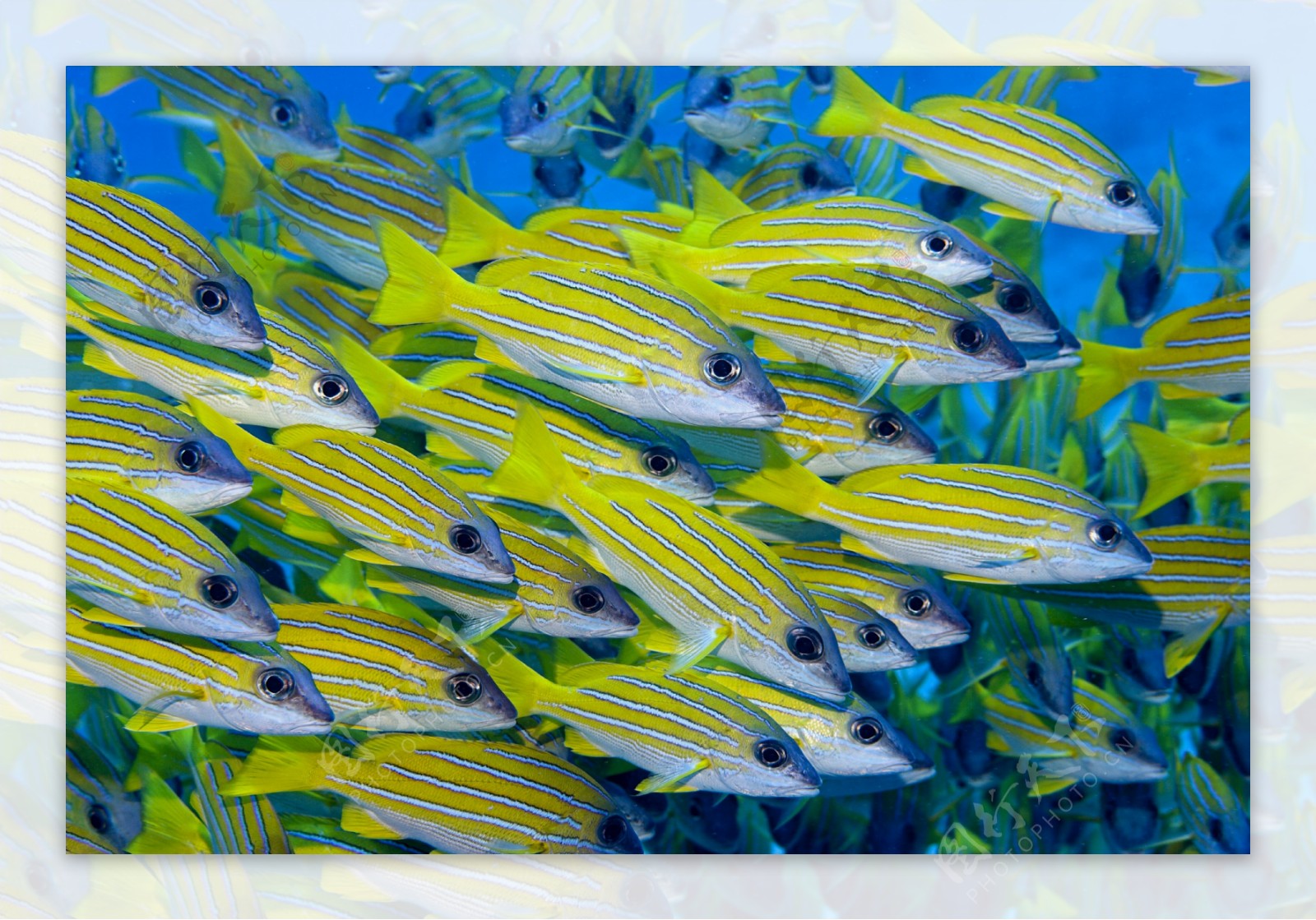 黄色鱼类摄影图片