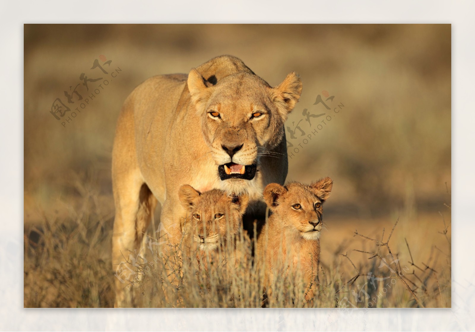 母狮子和小狮子图片