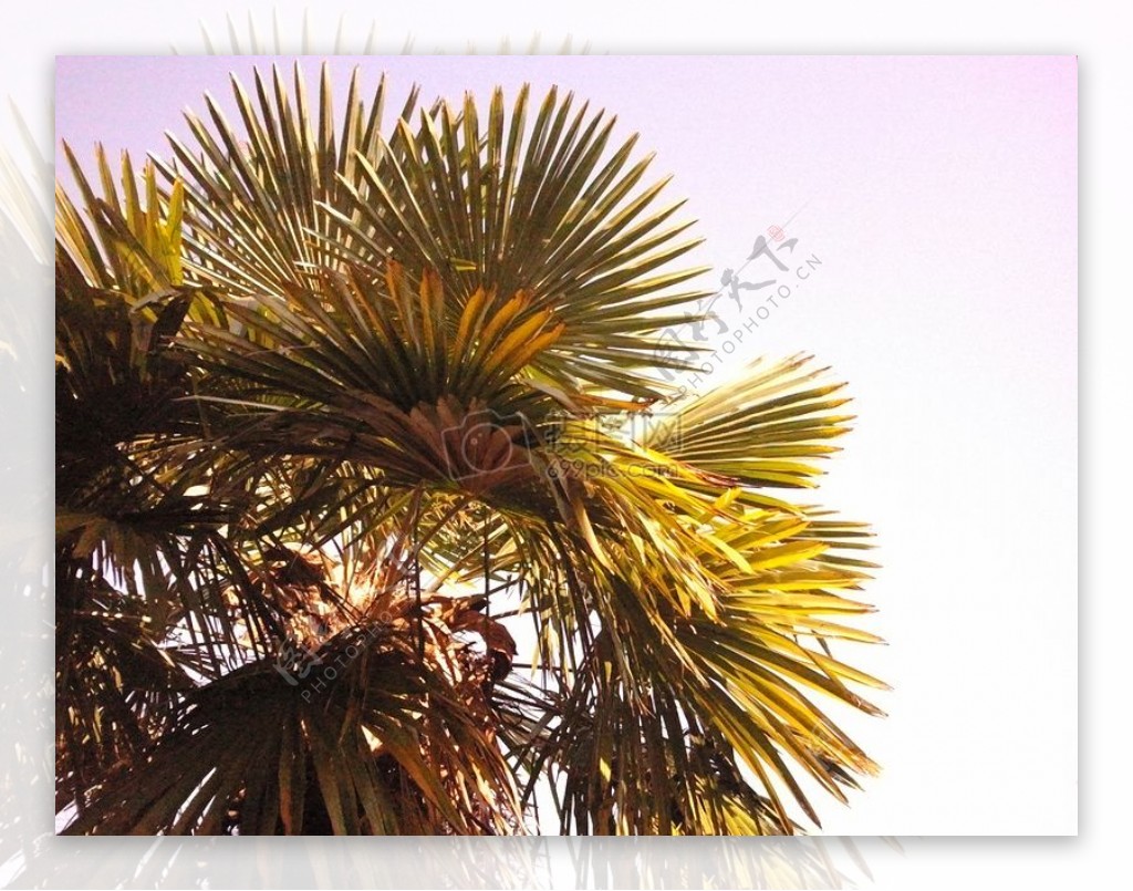 阳光灿烂度假太阳阳光意大利棕榈油热带温暖棕榈树