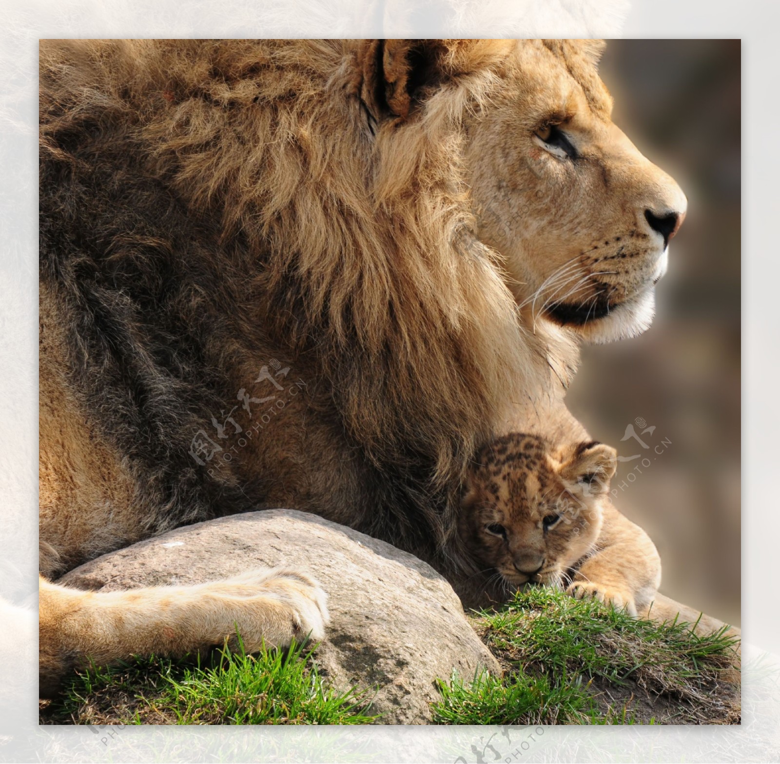 公狮子和小狮子图片