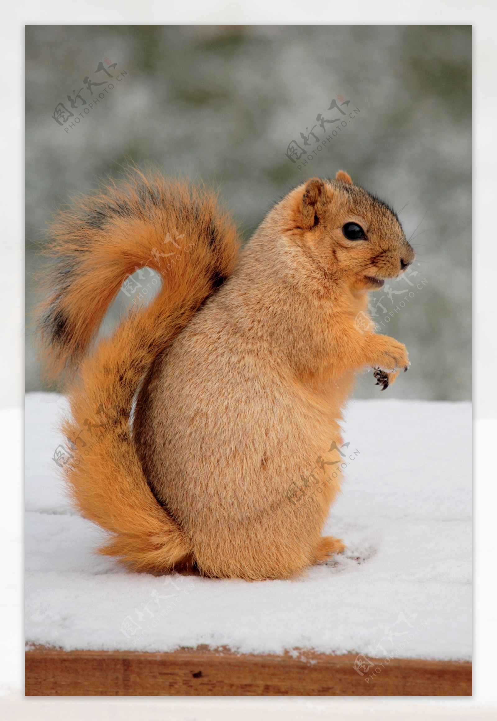 雪地上的可爱小松鼠图片