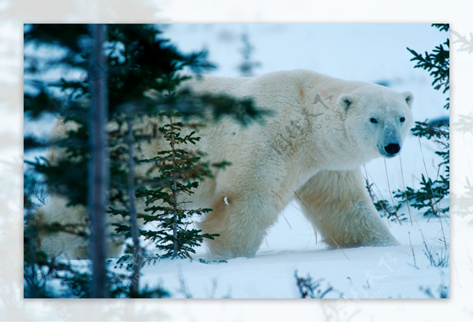 雪地森林里的北极熊图片