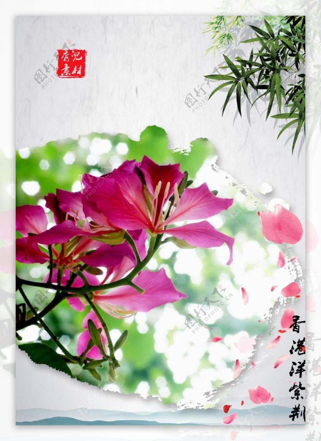 香港盛开的花-----红花羊蹄甲-园艺资讯-广州景采园林绿化工程有限公司-广州绿植租摆-广州绿化养护-广州花卉租赁