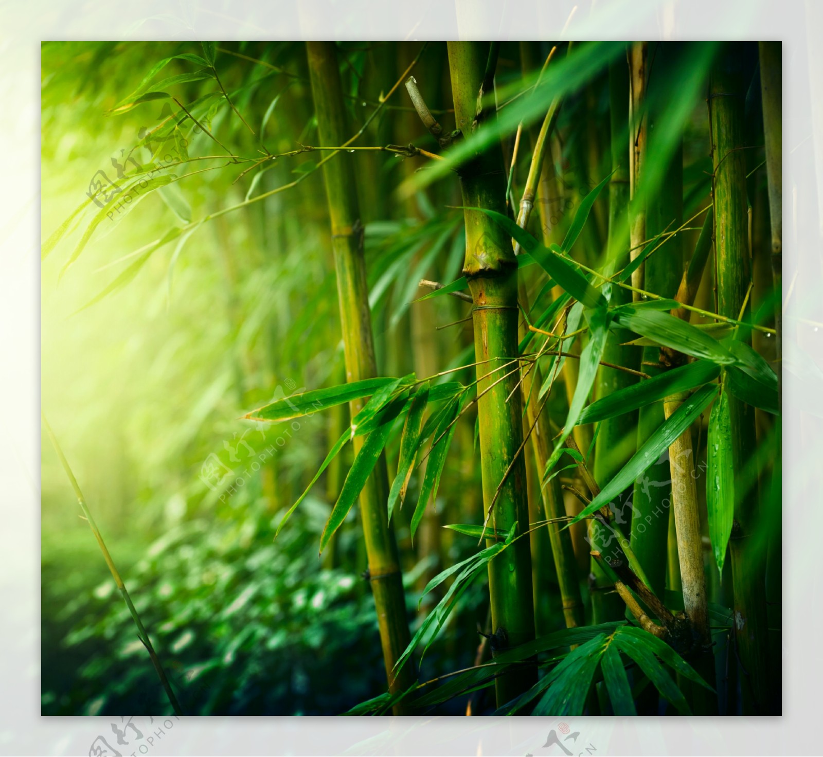 清晨阳光下的竹林图片