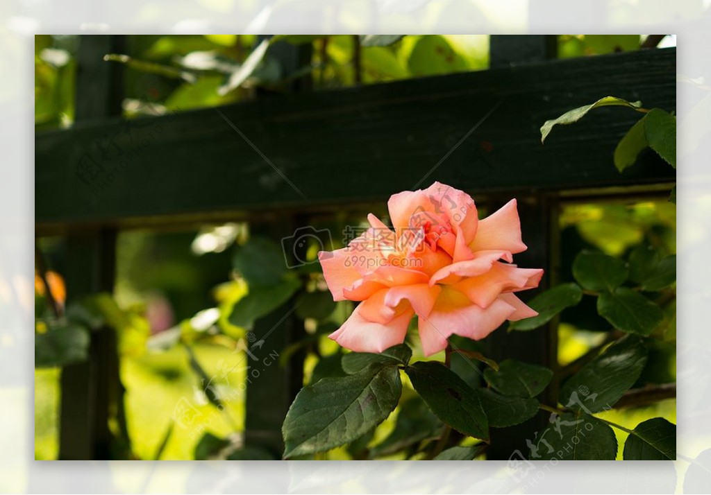 花栅栏粉红色的玫瑰植物开花植物学