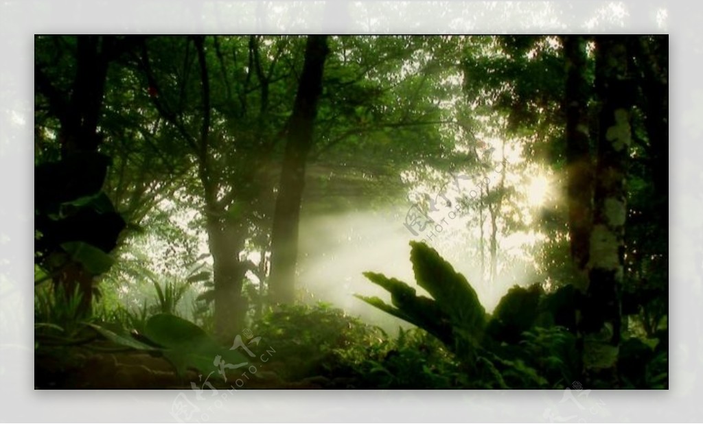 树林中的雾气清晨有光