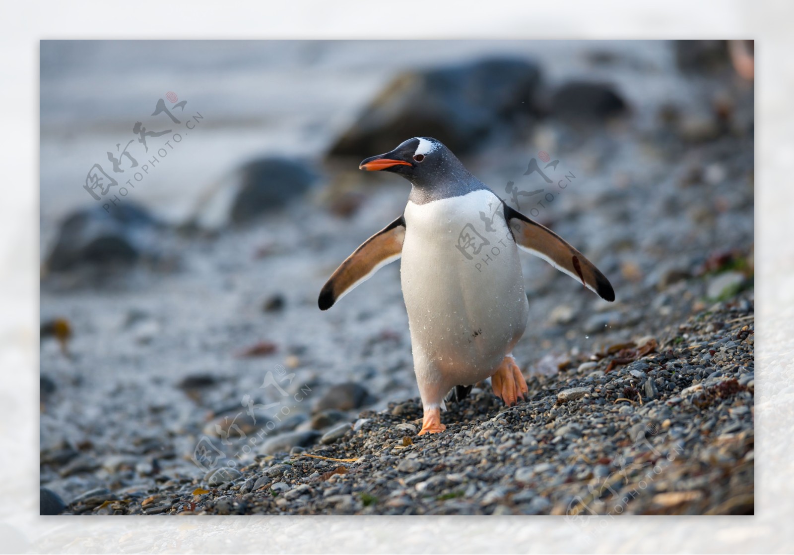 行走的企鹅图片