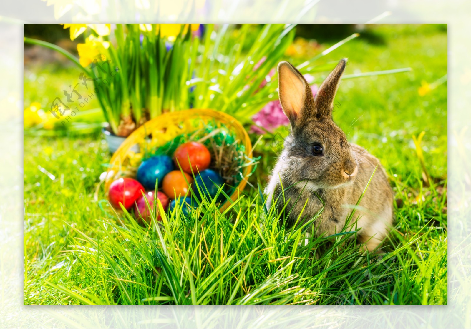 复活节彩蛋与兔子图片