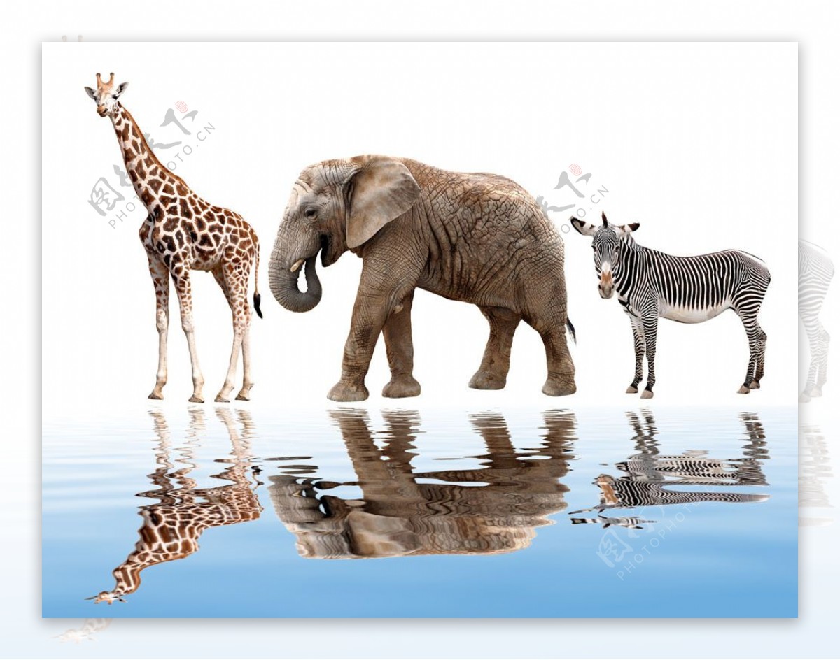 非洲动物与水面倒影图片