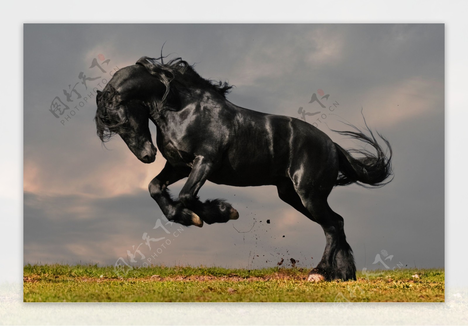 草地上的黑马图片
