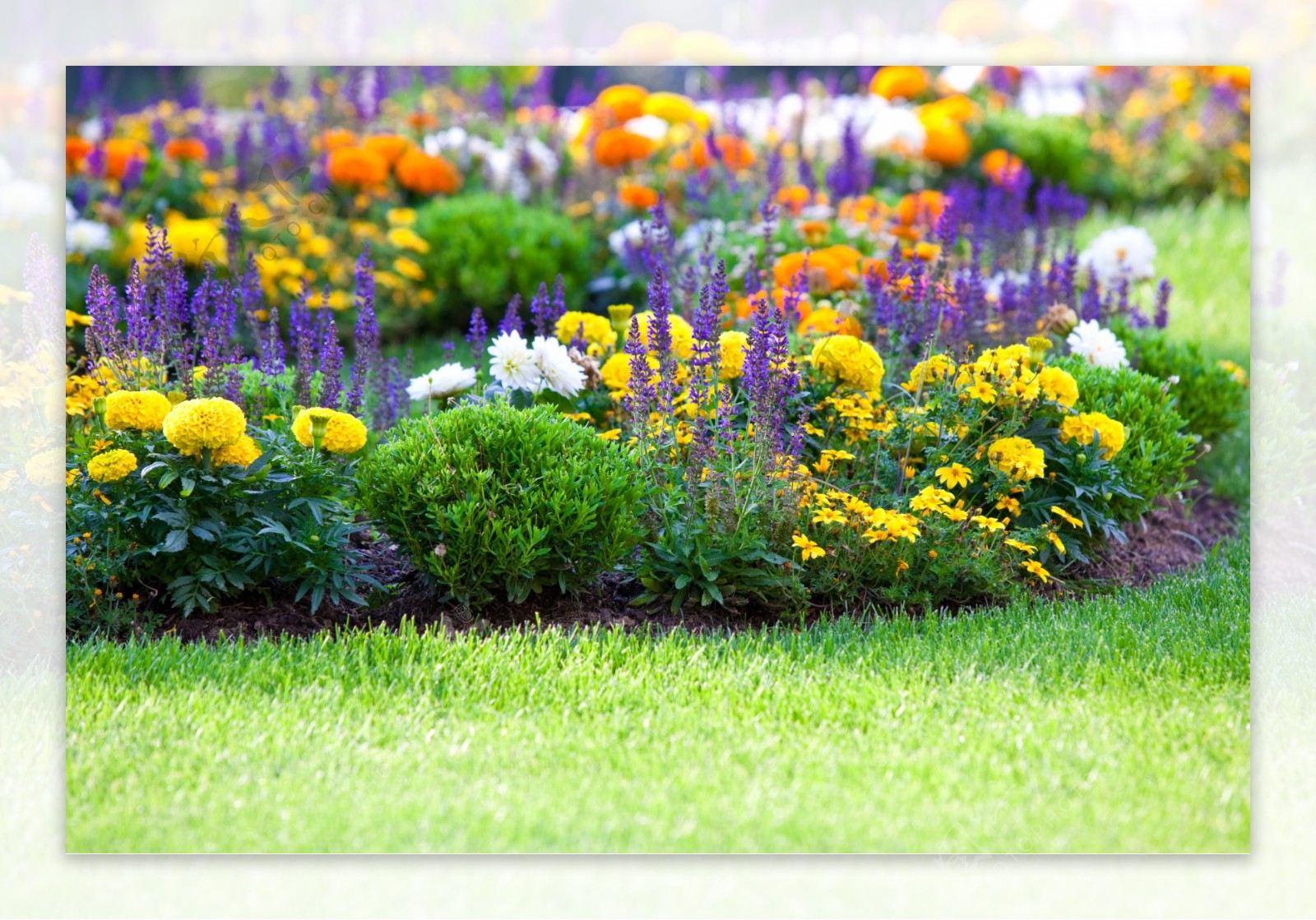花园草地花朵图片