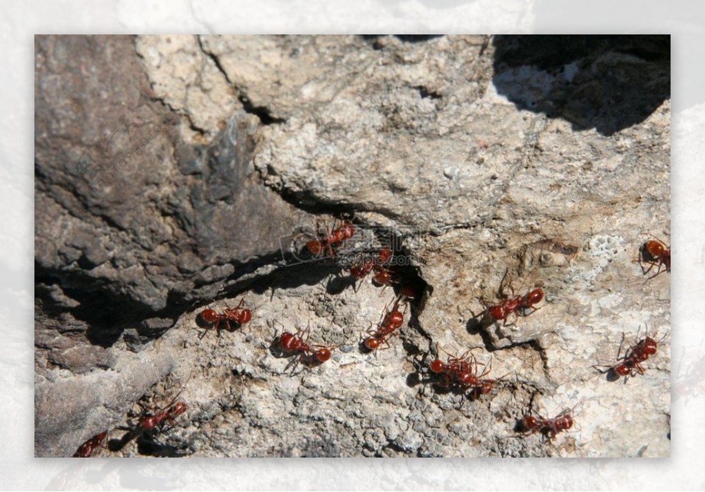 迁徙的蚂蚁