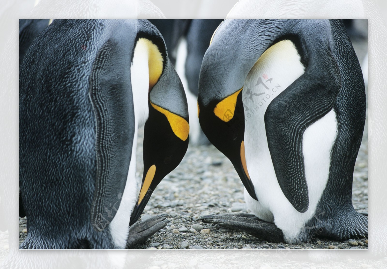 低着头的两只企鹅图片