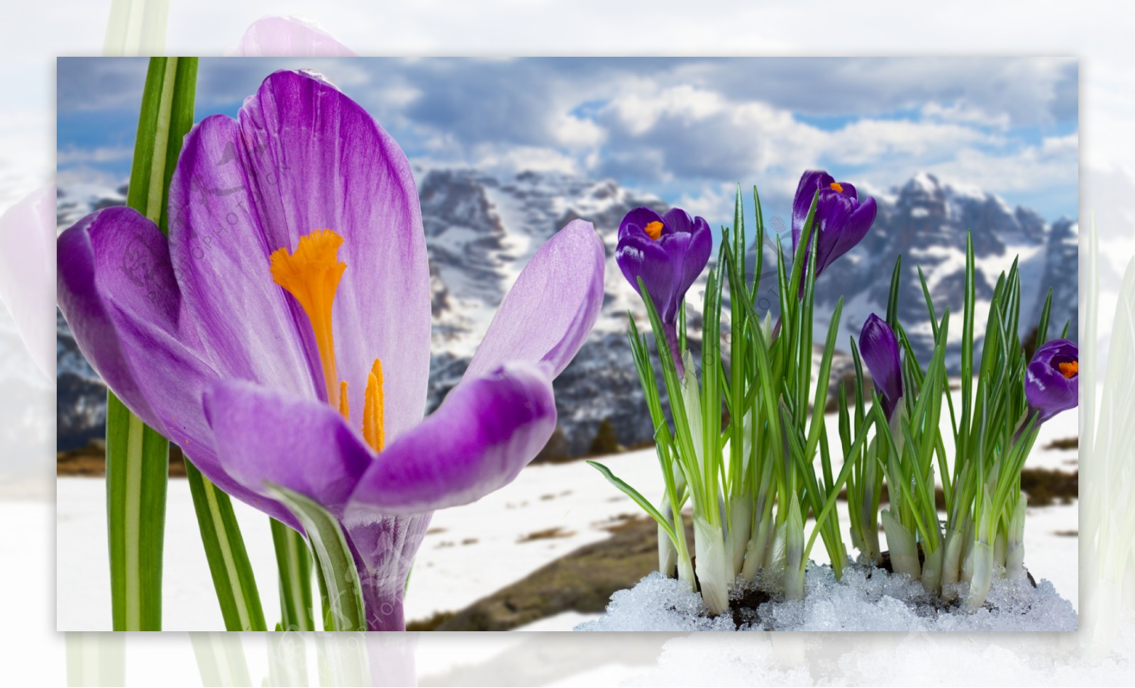 紫色鲜花与雪山图片
